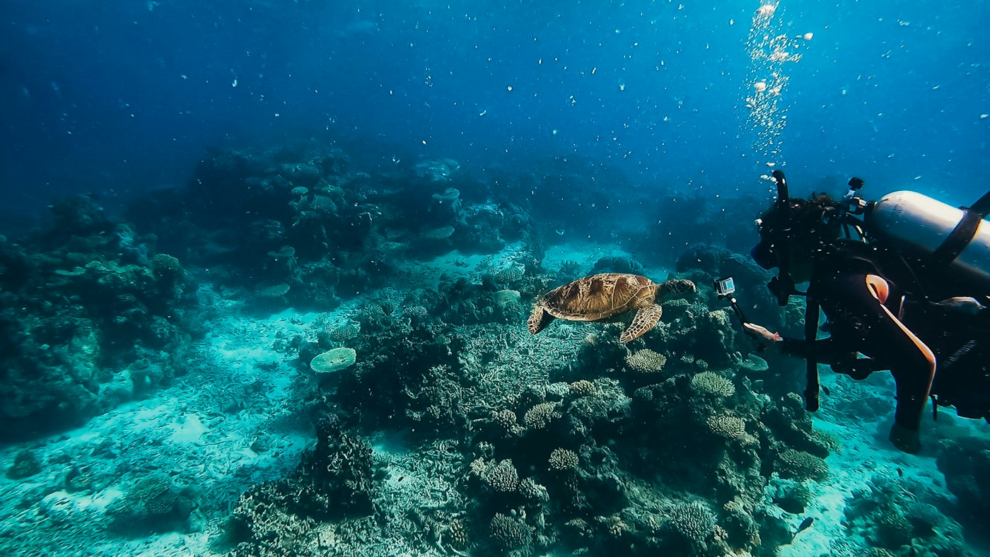 A diver and a sea turtle above a coral reef