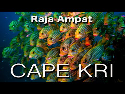 Video still · Reef Nomad