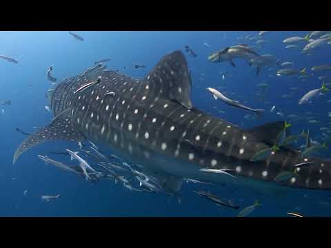 Video still · Black Turtle Dive